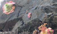 Best of Madeira 