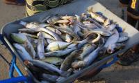 09_fr_a_tanji_strand_und_fischmarkt__119_.jpg