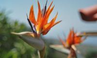 Best of Madeira 