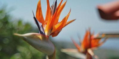 Best of: Madeira
