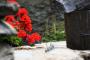 Best of: Wallis